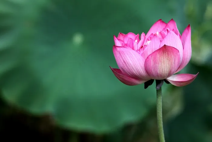 荷花荷花
