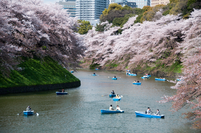 自然公园,樱花盛开,日本樱花,樱花树,江河,樱花（千鸟渊）