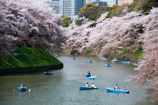 自然公园,樱花盛开,日本樱花,樱花树,江河,樱花（千鸟渊）