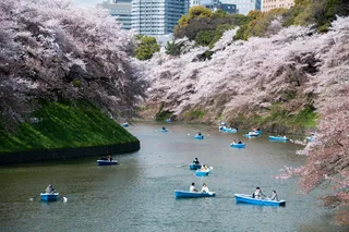 自然公园,樱花盛开,日本樱花,樱花树,江河,樱花（千鸟渊）