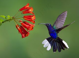 _紫罗兰色Sabrewing，Camylopterus hemileucurus