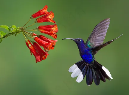 _紫罗兰色Sabrewing,Camylopterus hemileucurus _紫罗兰色Sabrewing,Camylopterus hemileucurus