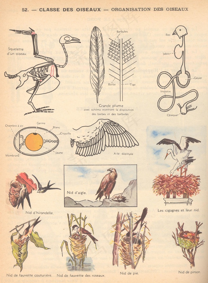 工笔画,,五禽戏,壁画,科学应用程序p52