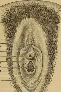 版画,钢笔画,简笔画,凤纹,绘画,图片来自“腹部手术和妇女疾病的护理”（第1893页）的第174页