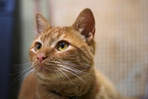 猫,虎斑猫,狸花猫,鸟类,埃及猫,米奇诺