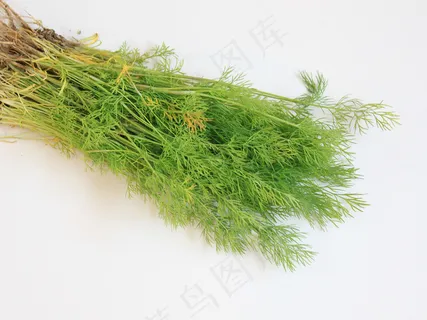 茴香,地肤,小茴香,盆栽植物,韭菜,分支-新鲜莳萝_食用香料__IMG_8194