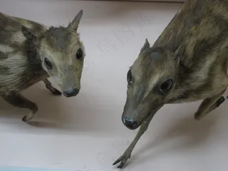 麂,毛冠鹿,非洲猎犬,意大利灵缇犬,格雷伊猎犬,霍尼曼博物馆6