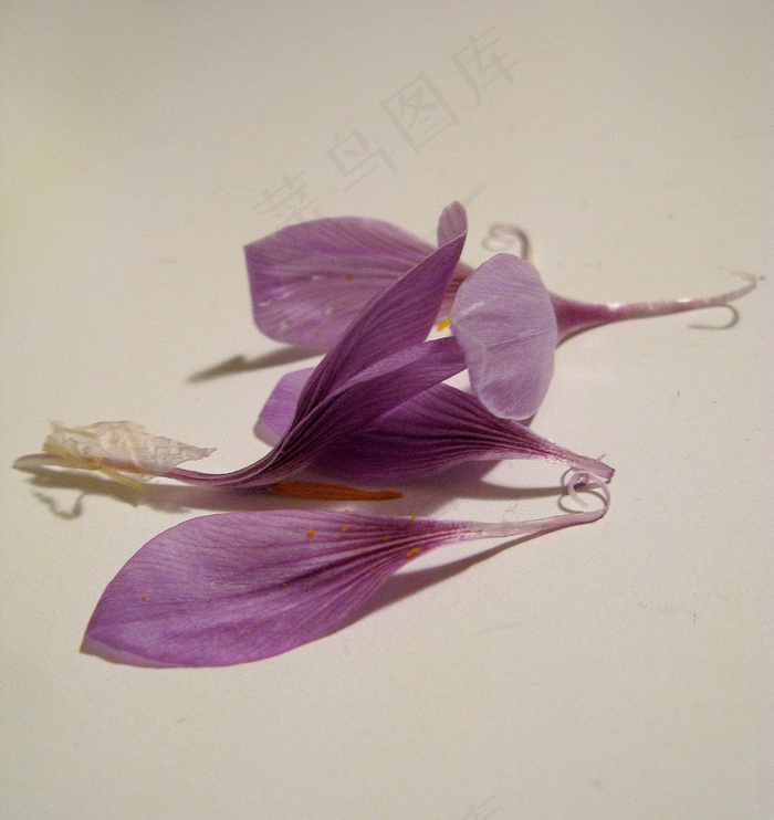 植物,花卉,藏红花,玫瑰花,华北耧斗菜,扎费拉诺