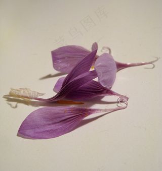 植物,花卉,藏红花,玫瑰花,华北耧斗菜,扎费拉诺