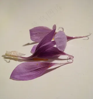 植物,花卉,藏红花,玫瑰花,华北耧斗菜,扎费拉诺