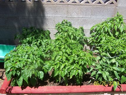 盆栽植物,菠菜,菜园,烤烟,豌豆尖,主花园左1 盆栽植物,菠菜,菜园,烤烟,豌豆尖,主花园左1