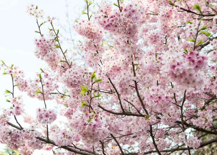 日本樱花,云南樱花,晚樱,樱花盛开,樱花树,樱