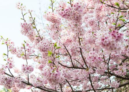 日本樱花,云南樱花,晚樱,樱花盛开,樱花树,樱