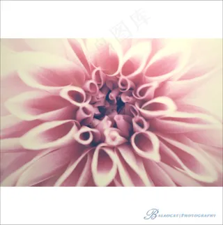 花卉,大丽菊,大丽花,大理花,星期五快乐