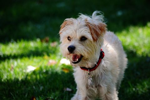 激动的约克夏犬混合 激动的约克夏犬混合