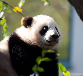 昨天早上云子的照片