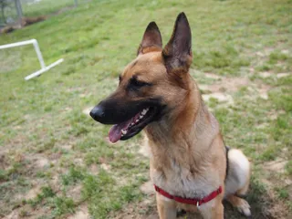 德牧/德国牧羊犬,德国狼犬,德国牧羊犬,玛伦牧羊犬,德牧犬,萨沙