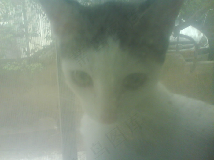 狮子猫,金吉拉猫,山东狮子猫,布偶猫,猫,被困！ （2）