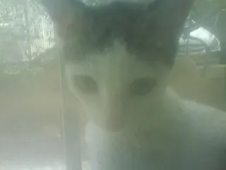 狮子猫,金吉拉猫,山东狮子猫,布偶猫,猫,被困！ （2）