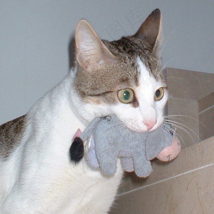 猫,狮子猫,美国短毛猫,布偶猫,玩具,猫和驴