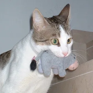 猫,狮子猫,美国短毛猫,布偶猫,玩具,猫和驴