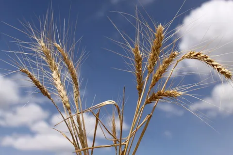 芦花,小麦,麦田,芦苇,尾巴草,比较茎锈病和健康小麦穗