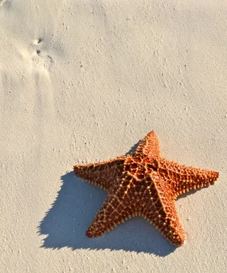 海星,指挥棒,动物模型玩具,海盘车,蛇皮果,特克斯和凯科斯群岛日5-11