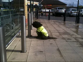 贵宾犬,轿车,摩托车,地板砖,椅子,泰晤士米德莫里森
