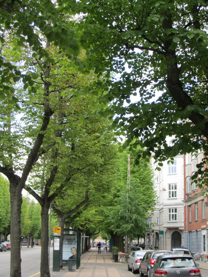 树,行道树,轿车,樟树,街道,绿树成荫的腓特烈堡大街