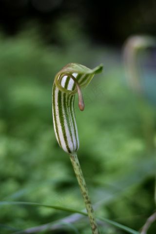 天南星,斑叶阿若母,项链,虫子,吊坠,小灯笼