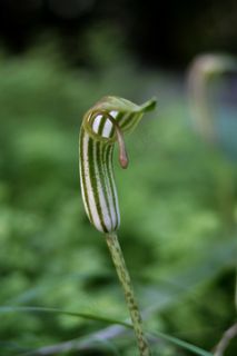 天南星,斑叶阿若母,项链,虫子,吊坠,小灯笼 天南星,斑叶阿若母,项链,虫子,吊坠,小灯笼