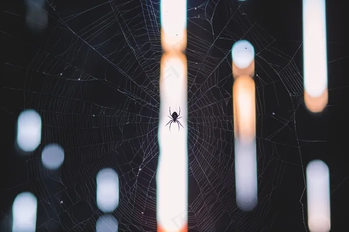 Cc0，高分辨率，蜘蛛，股票照片，Web