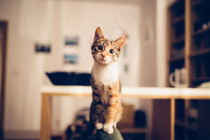 猫，猫，家，房子，小猫，宠物，宠物