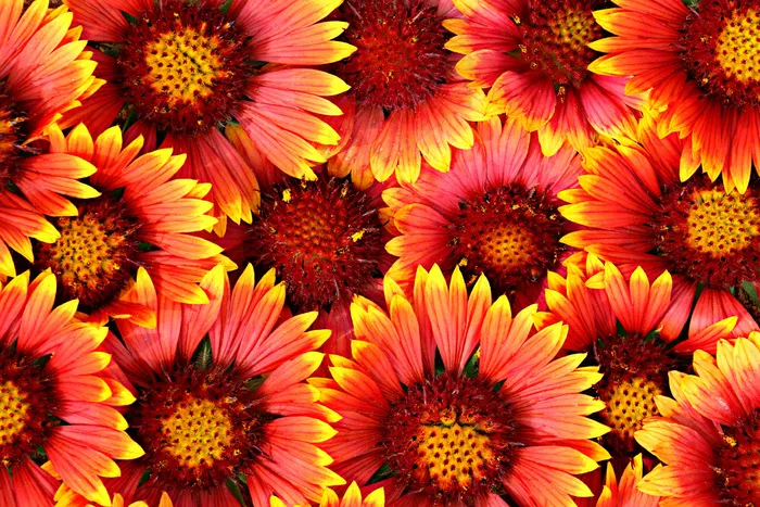 花，花