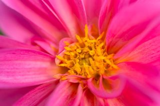 美丽，水华，梅花，散景，植物学，特写，花卉，新鲜，花园，宏，自然，有机，户外，花瓣，粉红色，植物，花粉，漂亮，壁纸