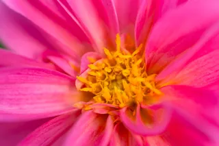 美丽，水华，梅花，散景，植物学，特写，花卉，新鲜，花园，宏，自然，有机，户外，花瓣，粉红色，植物，花粉，漂亮，壁纸