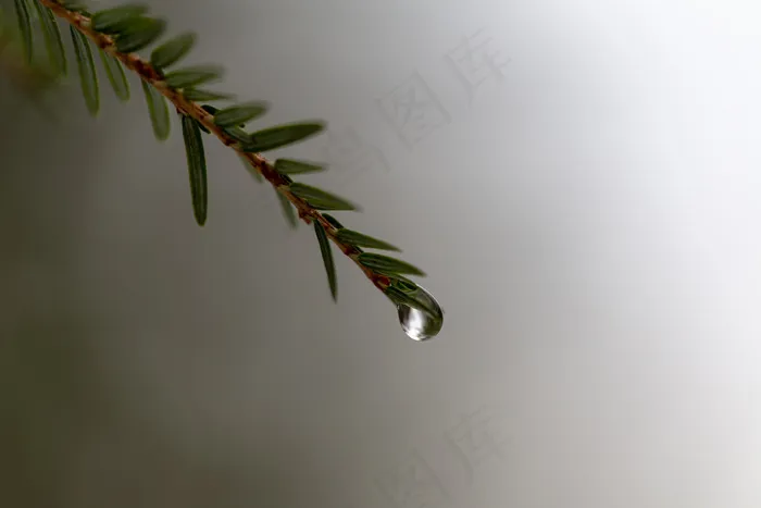 环境，森林，高清壁纸，宏，松针，雨，树，水，天气