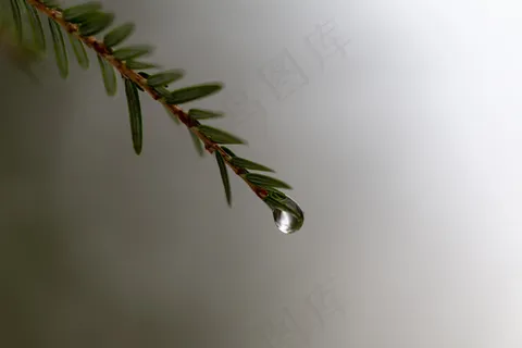 环境，森林，高清壁纸，宏，松针，雨，树，水，天气