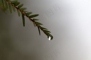 环境，森林，高清壁纸，宏，松针，雨，树，水，天气