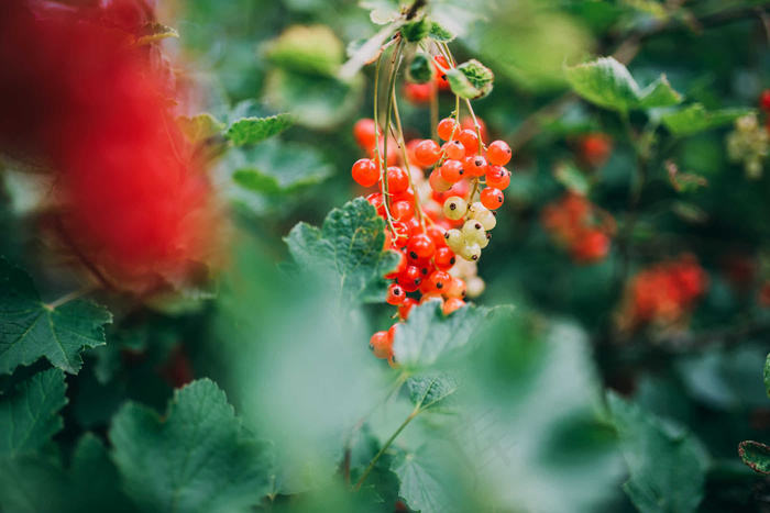 农业，浆果，分支机构，布什，特写，颜色，醋栗，新鲜，水果，绿色，叶，有机，植物，红色，成熟，季节，夏季
