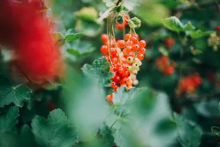 农业，浆果，分支机构，布什，特写，颜色，醋栗，新鲜，水果，绿色，叶，有机，植物，红色，成熟，季节，夏季