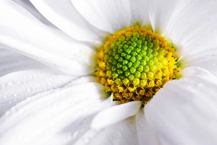 花，花