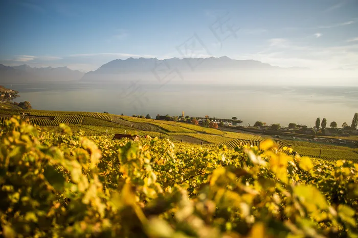 云，湖，叶子，天空，阳光灿烂，葡萄园，酒