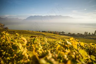 云，湖，叶子，天空，阳光灿烂，葡萄园，酒