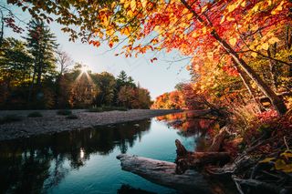 秋季，棕色，平静，秋天，森林，叶子，橙色，反射，河，岩，树，​​水，森林