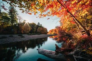 秋季，棕色，平静，秋天，森林，叶子，橙色，反射，河，岩，树，​​水，森林