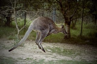 澳大利亚，Cc0，高分辨率，跳跃，袋鼠，公园，股票，树木，动物园