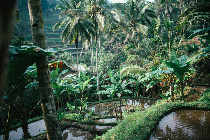 巴厘岛，字段，自然绿色，稻田，大米，露台