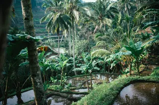 巴厘岛，字段，自然绿色，稻田，大米，露台