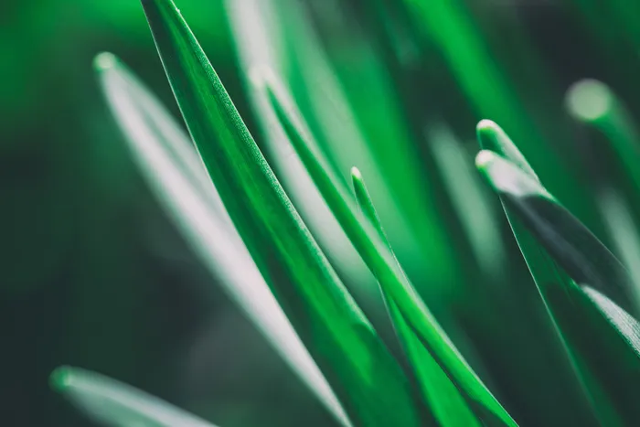 花，花，植物，植物